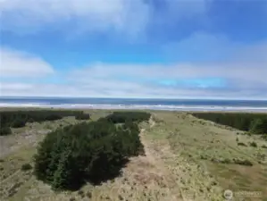 The dunes are green and lush