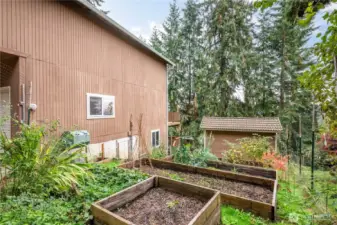 Raised gardens, blueberries, raspberries, strawberries all in a fenced garden area