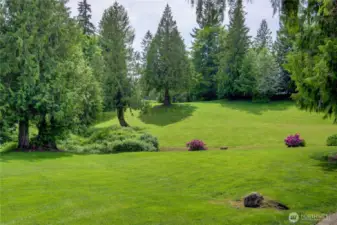 A view of the area that would hold the second build site- beyond the rhododendrons.