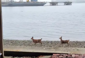 Coastal deer making their way along the shoreline!