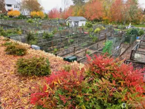 Closeup of individual garden beds.  Colorful neighborhood.