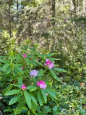 Woods are full of Spring-blooming Rhodedendrons. (photo taken in spring)