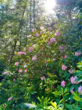 Woods are full of Spring-blooming Rhodedendrons. (photo taken in spring)