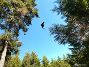 Watch wildlife from your front patio! (photo taken in spring)