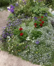 Front garden blooms brightly in the Spring! Many perennials and bulbs planted will bloom throughout the spring and summer months. (photo taken in spring)
