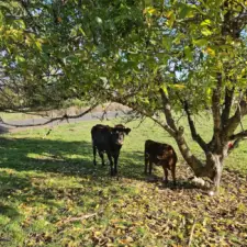 Happy cattle around the Walnut tree