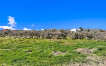 Sagebrush and grass for low maintenance, level land. View looking North.