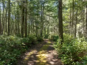 Meandering summer driveway.