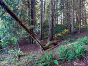 Enjoy a magical forest with mature second growth Red Cedar, Douglas Fir and alder.  Estimated timber ~150,000  at board feet.
