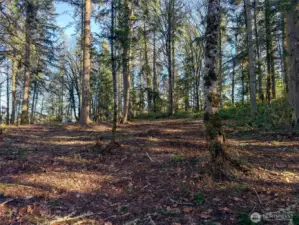 Cleared homesite with installed power and expired septic permit. Pick a place for a home... or 2.