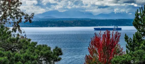 West-Facing Outlook  Filtered light and treetop views from interior living spaces.