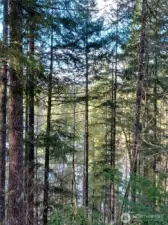 Portrait view Lake with trees