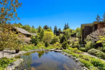 Pacific Chorus Frogs find safe cover in this Certified Wildlife Habitat, so lucky Vineyard Lane residents may sometimes hear their soothing refrain.