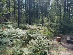 Green belt behind property