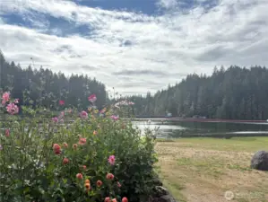 Lake Kokanee Dahlias