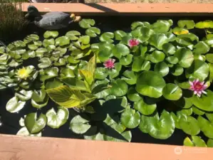 water feature in the backyard