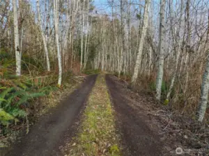 Alternate view of your private, wooded, driveway. Keep as such or clear for additional space, a blank slate.