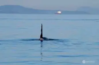 Whale watch from your living room, deck or beach