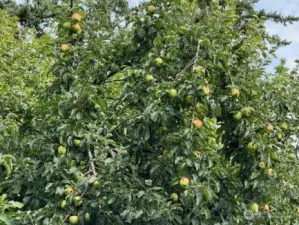 Mature Apple Trees at the northwest corner area of site.