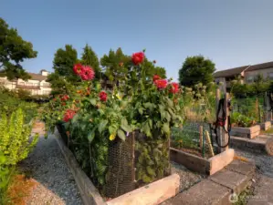 Providence Point Pea Patch for residents to plant and enjoy.