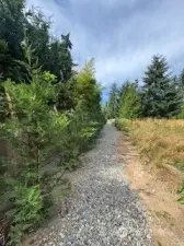 Newly planted Leyland Cypress along western boundary.  Leyland Cypress were planted to create privacy hedge along western boundary.