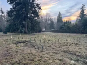 2025-12-13 Picture taken at NE Corner of Northerly .33 Acres facing southwesterly.