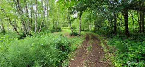 Logging roads