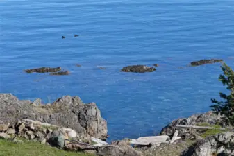 Crystal-clear shoreline waters and natural rock outcroppings create a tranquil coastal setting, ideal for wildlife viewing, kayaking, and beachcombing.