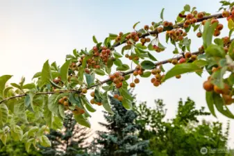 Fruit trees all over the property so you can harvest or leave for wildlife.