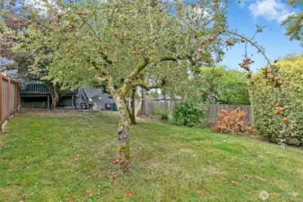 Fruit trees & ample garden space