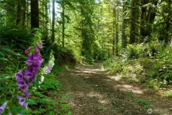Featuring scenic walking, biking, and ATV trails that begin in the beautifully landscaped backyard—complete with hidden bench seating and blooming wildflowers—before winding into the forested section and branching into multiple paths through the woods. These private trails also connect directly to nearby trail systems, including Ollie State Park, the Iron Horse/Palouse to Cascades Trail, the Snoqualmie Valley Trail, and Rattlesnake Lake, offering endless outdoor adventure right from your doorstep.