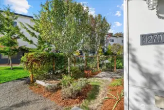 Apple tree along the back fence.