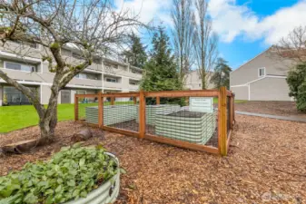 Community garden and apple tree available to all residents