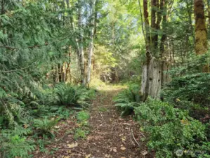 one of the paths through the woods.