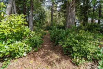Fanciful magical forest with a little walking trail to the left of the home.