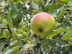 Fruit trees - Natural refreshment