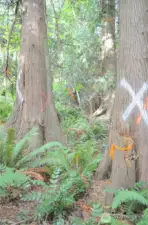 Property stake in tree