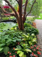 Pond and water garden just outside the French doors in the kitchen