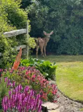 One of the locals stopping by for a quick snack.
