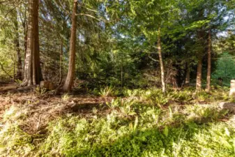 Evergreens Reserved for Privacy