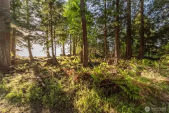 Lightly Treed