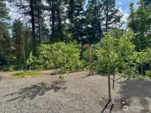 Fruit Trees