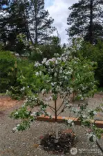 Cosmic crisp apple tree!