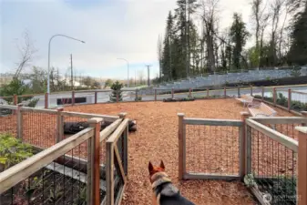 Dog park.
