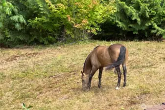 Property is fully fenced and ready for your horses!