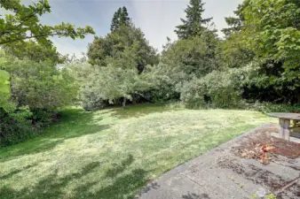 Apple, yellow plum & walnut trees!