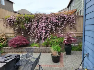 Landscaping in bloom