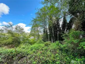 Looking East from the flat, middle part of the lot.
