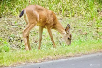 Deer roam free all over the island