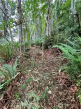 Trail has been cut in to the hillside